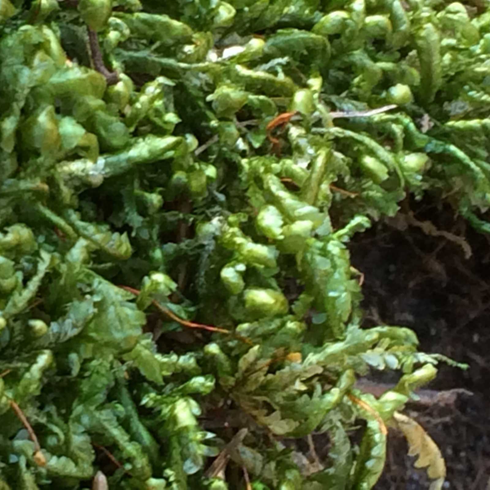 Homalia trichomanoides Globuli kaufen Remedia Homöopathie